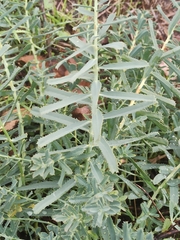 Euphorbia serrata
