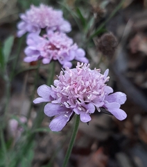 Scabiosa columbaria