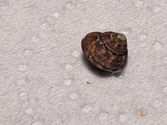 Eurytrochus strangei