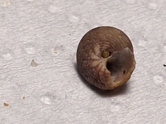 Eurytrochus strangei