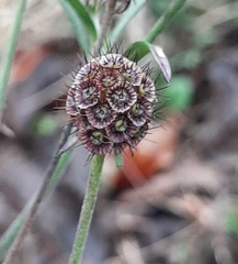 Scabiosa columbaria