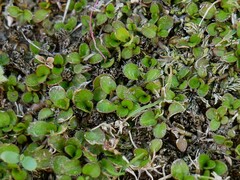 Leptostigma setulosum