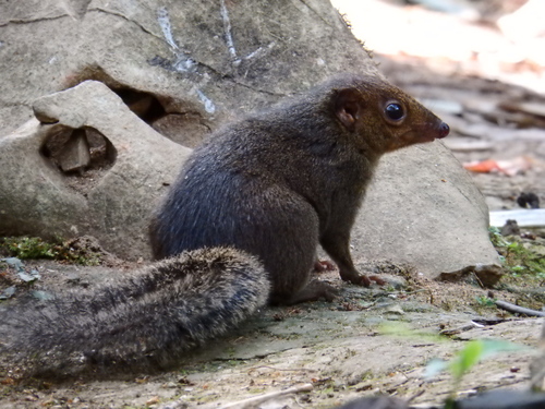 Northern Treeshrew, 中国广西壮族自治区崇左市龙州县陇亨 邮政编码: 532412, photo 8 of 10