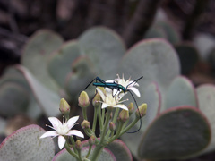 Crassula arborescens