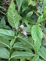 Cyclocodon lancifolius