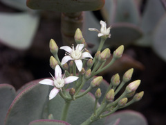 Crassula arborescens
