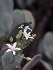 Crassula arborescens