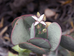 Crassula arborescens
