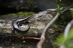 Copeoglossum nigropunctatum