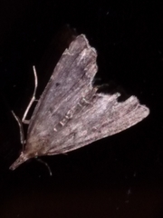 Diplopseustis perieresalis