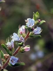 Lobostemon argenteus