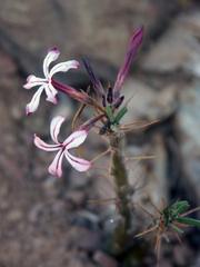 Pachypodium succulentum