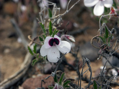 Pelargonium tricolor