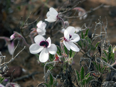 Pelargonium tricolor