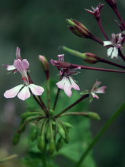 Pelargonium zonale