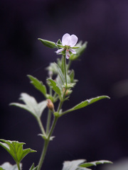 Pelargonium scabrum