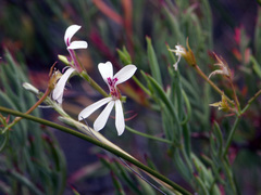 Pelargonium laevigatum laevigatum