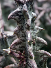 Quaqua mammillaris