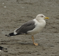 Larus fuscus