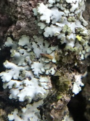 Phaeophyscia pusilloides