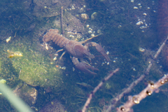 Austropotamobius pallipes