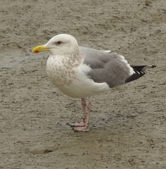 Larus argentatus vegae