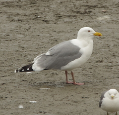 Larus argentatus mongolicus