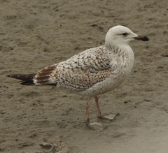 Larus argentatus