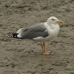 Larus fuscus