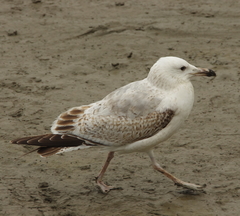 Larus argentatus