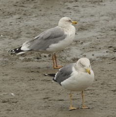 Larus argentatus mongolicus