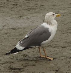 Larus fuscus