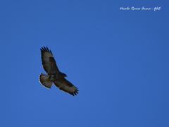 Buteo buteo