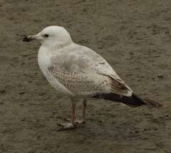 Larus argentatus