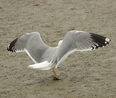 Larus fuscus