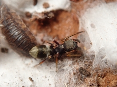 Myrmarachne japonica