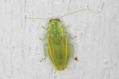 Mediastinia platycephala