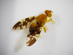 Tephritidae