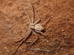 Philodromus auricomus