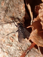 Melanophora