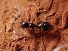 Myrmarachne inermichelis