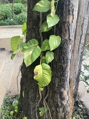 Epipremnum aureum