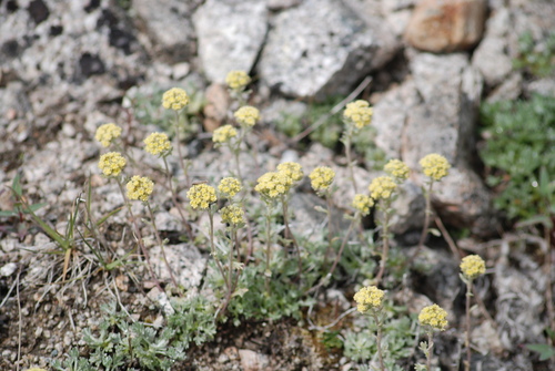 Image of Artemisia glomerata by no rights reserved