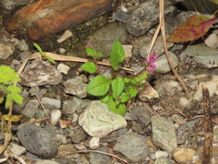 Polygala tatarinowii