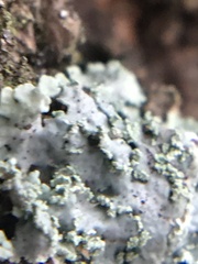 Heterodermia albicans