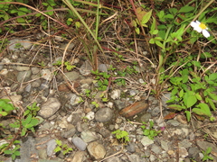 Polygala tatarinowii