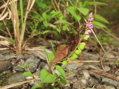 Polygala tatarinowii