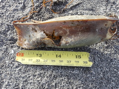 Scyliorhinus stellaris