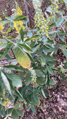 Laburnum anagyroides