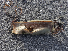 Scyliorhinus stellaris